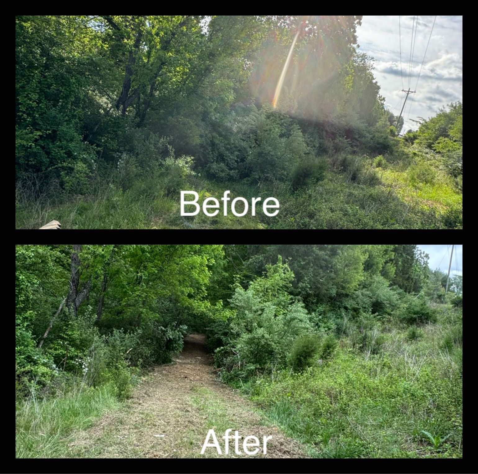 Before and after view of trail clearing. The overgrown path is cleared, showing a dirt trail.