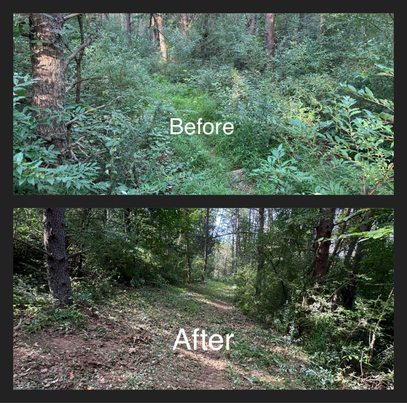 Before and after photos of a forest path, overgrown then cleared, showing a visible trail.