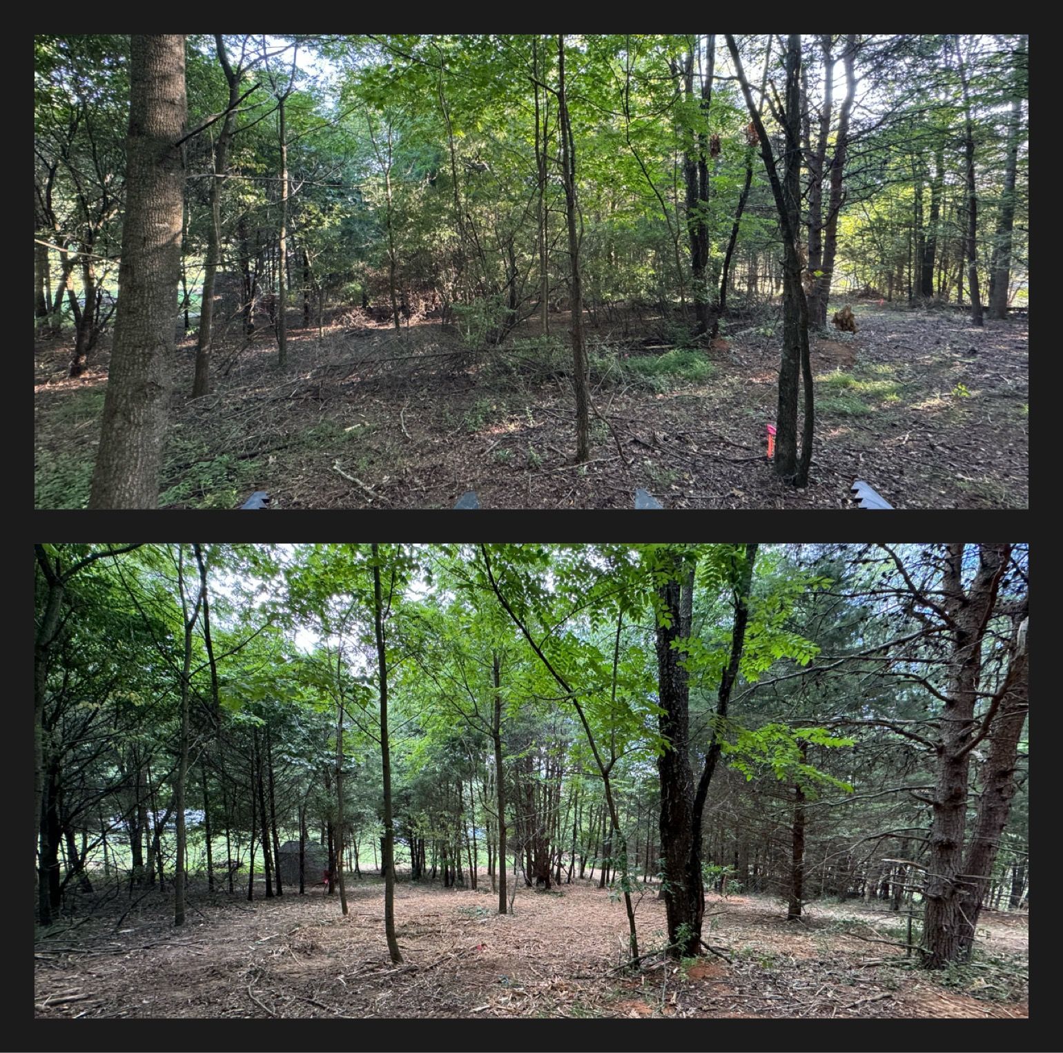 Two forest scenes: the top is more distant, sunlit; the bottom closer, with a brown forest floor.