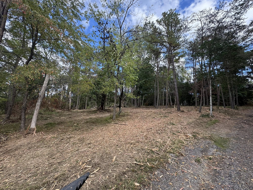 A wooded area with fallen leaves on the ground and trees under a partly cloudy sky.