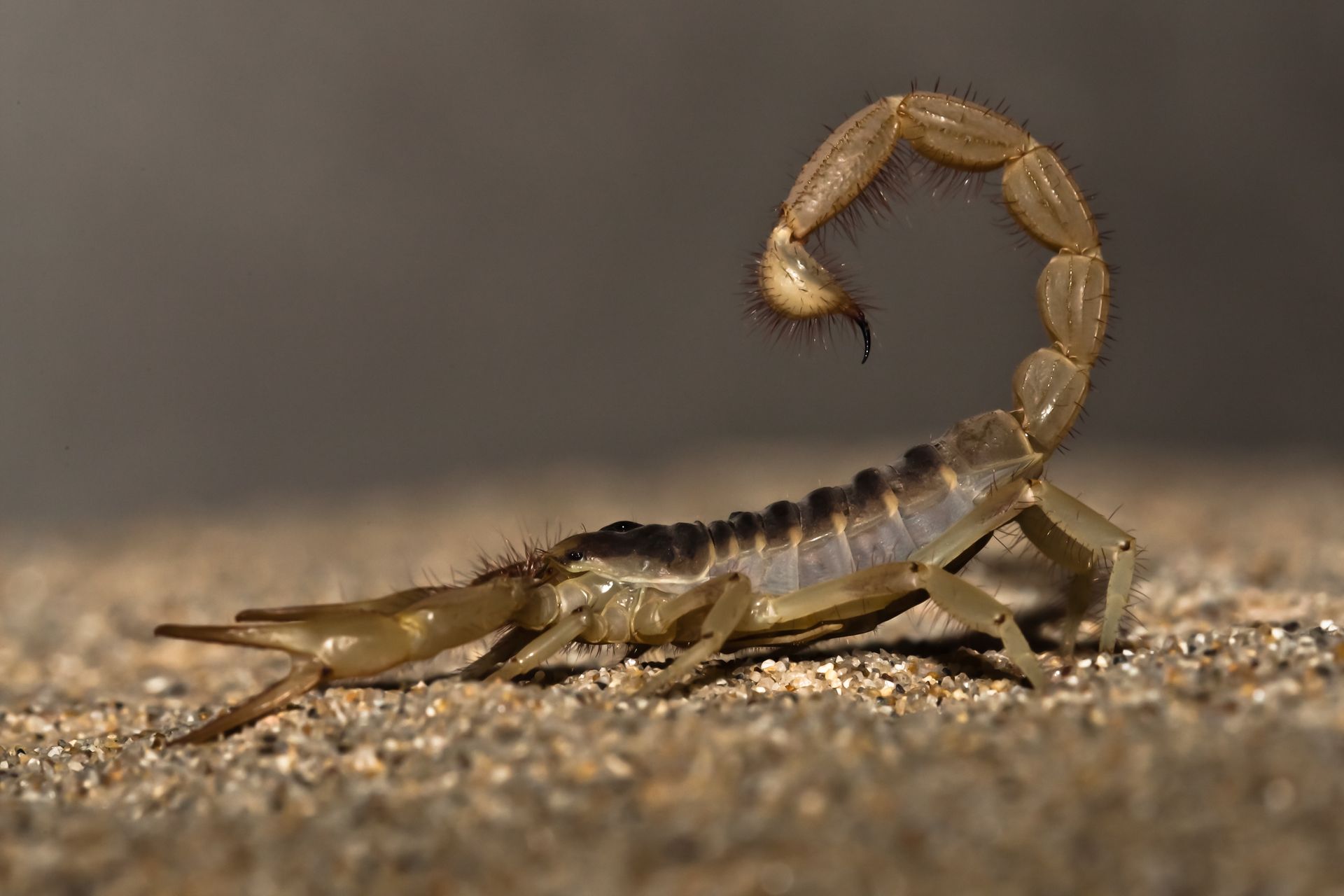 Scorpions - Monroe, GA - Baccus Termite & Pest Control, Inc.