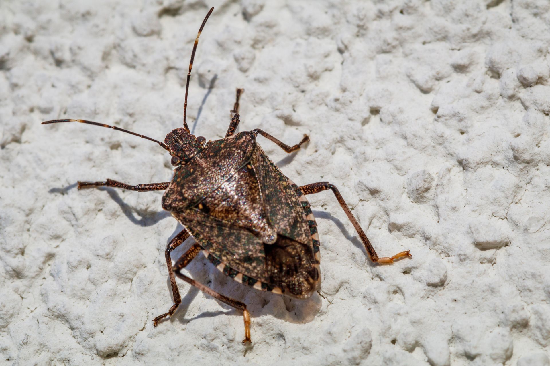 Stink Bugs - Monroe, GA - Baccus Termite & Pest Control, Inc.
