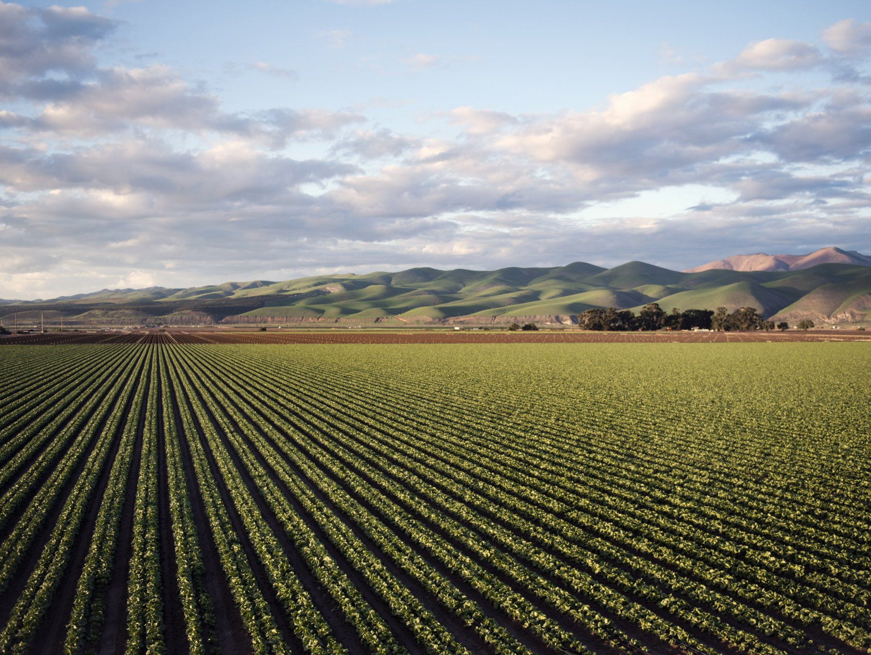 A field of green plants with mountains in the background
