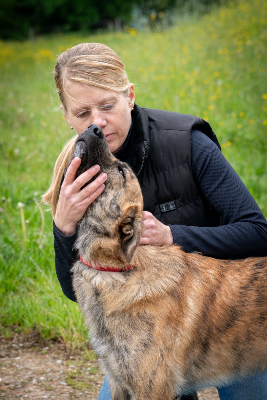 Physiotherapie eines Hundes