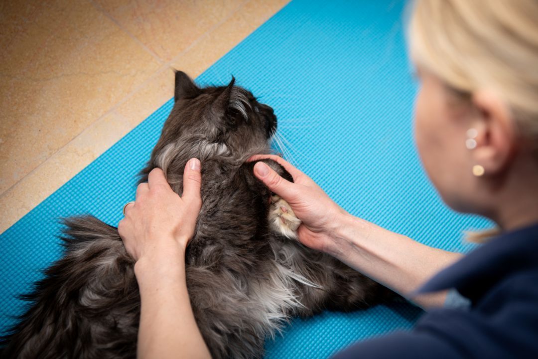 Physiotherapie einer Katze