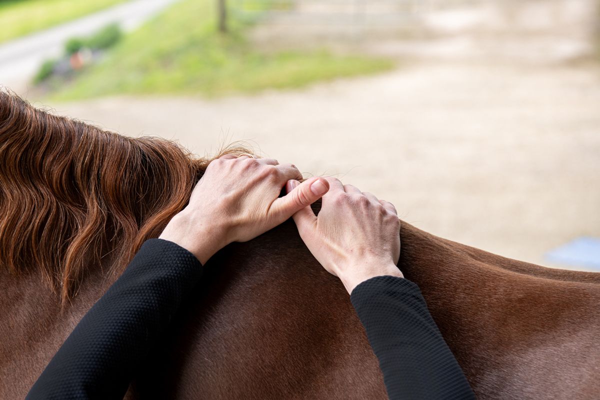 Pferd wird behandelt
