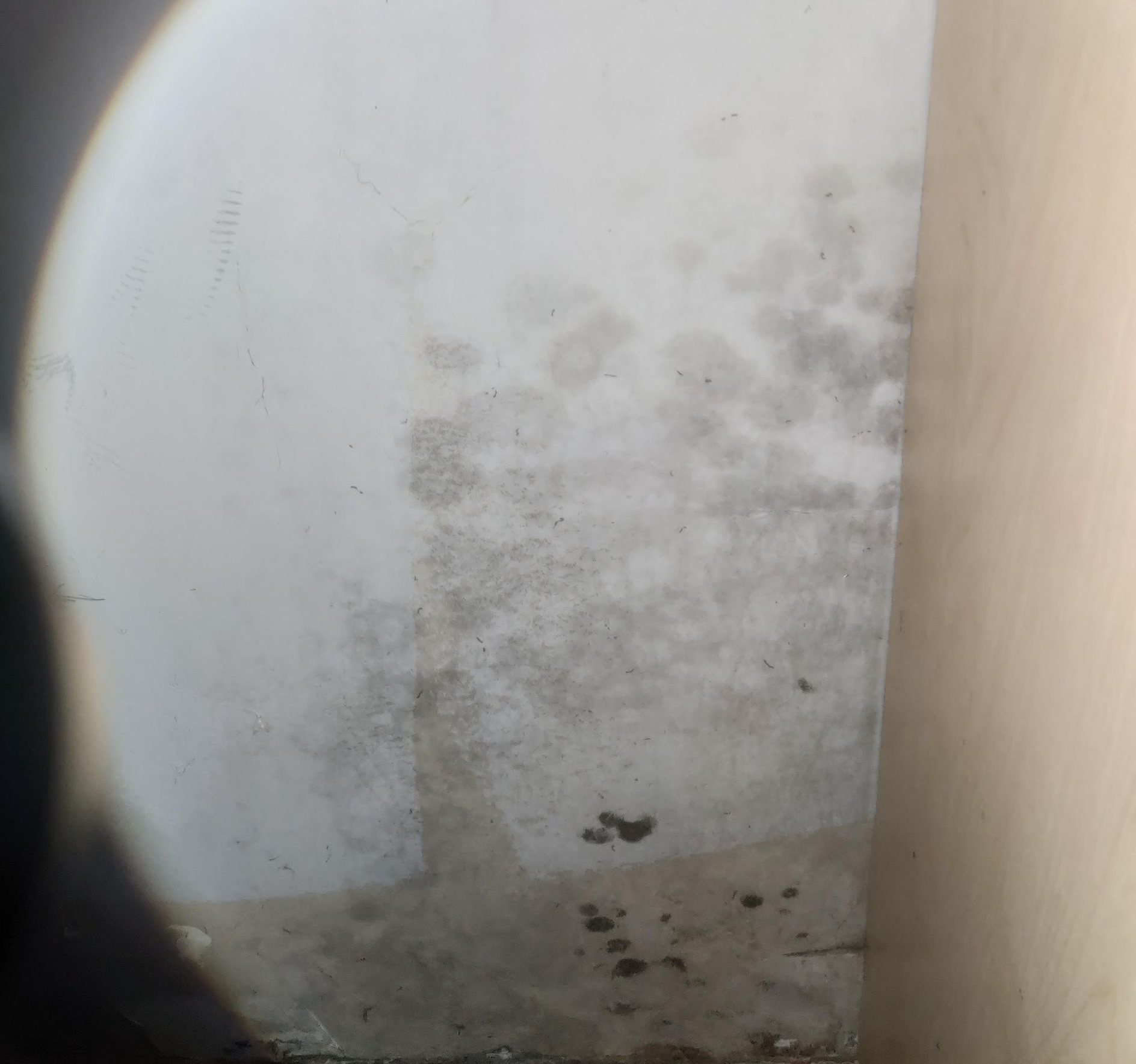 suspicious bio growth on a wall corner