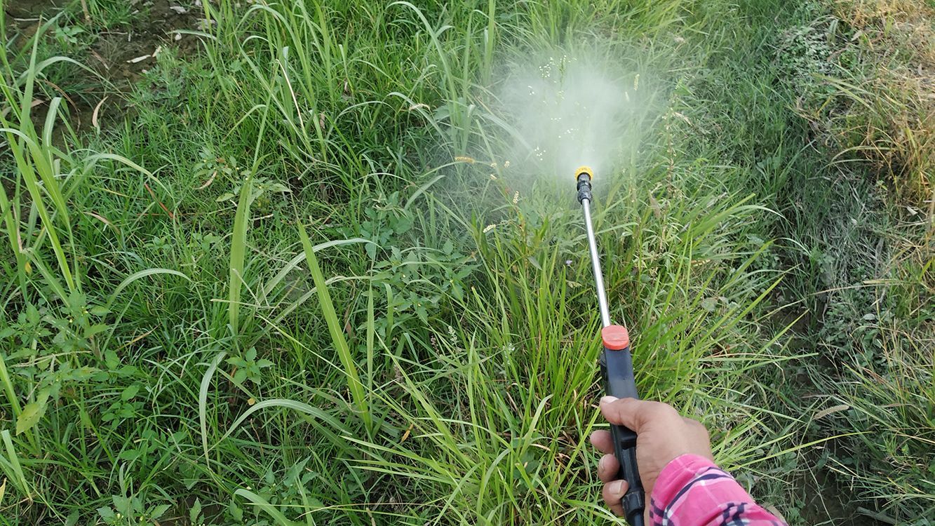 weedicide spray on weeds sugarcane crops