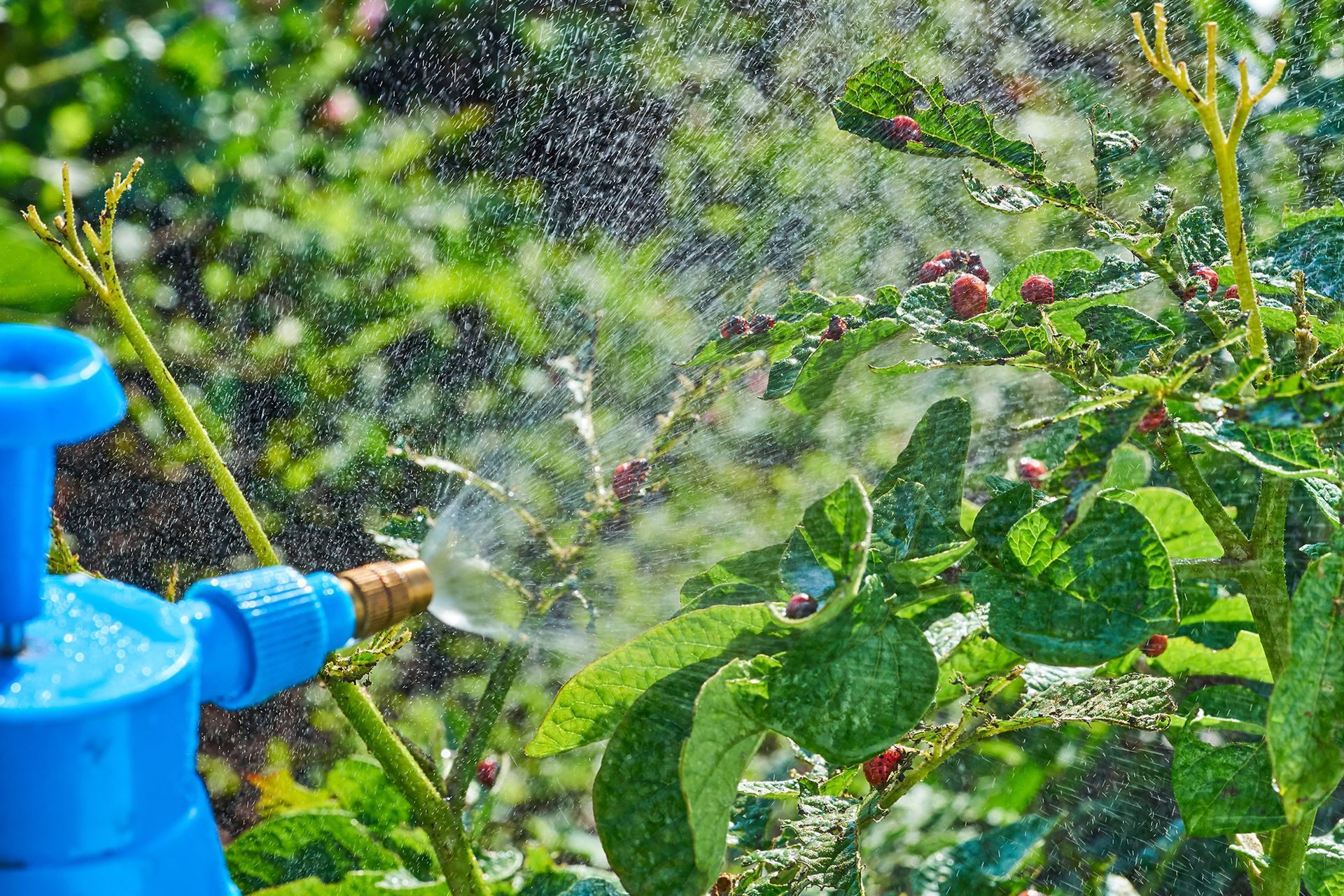 spraying plants against colorado potato beetle