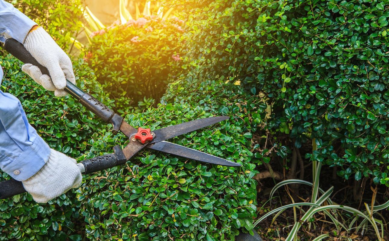 pruning shears cutting tree garden