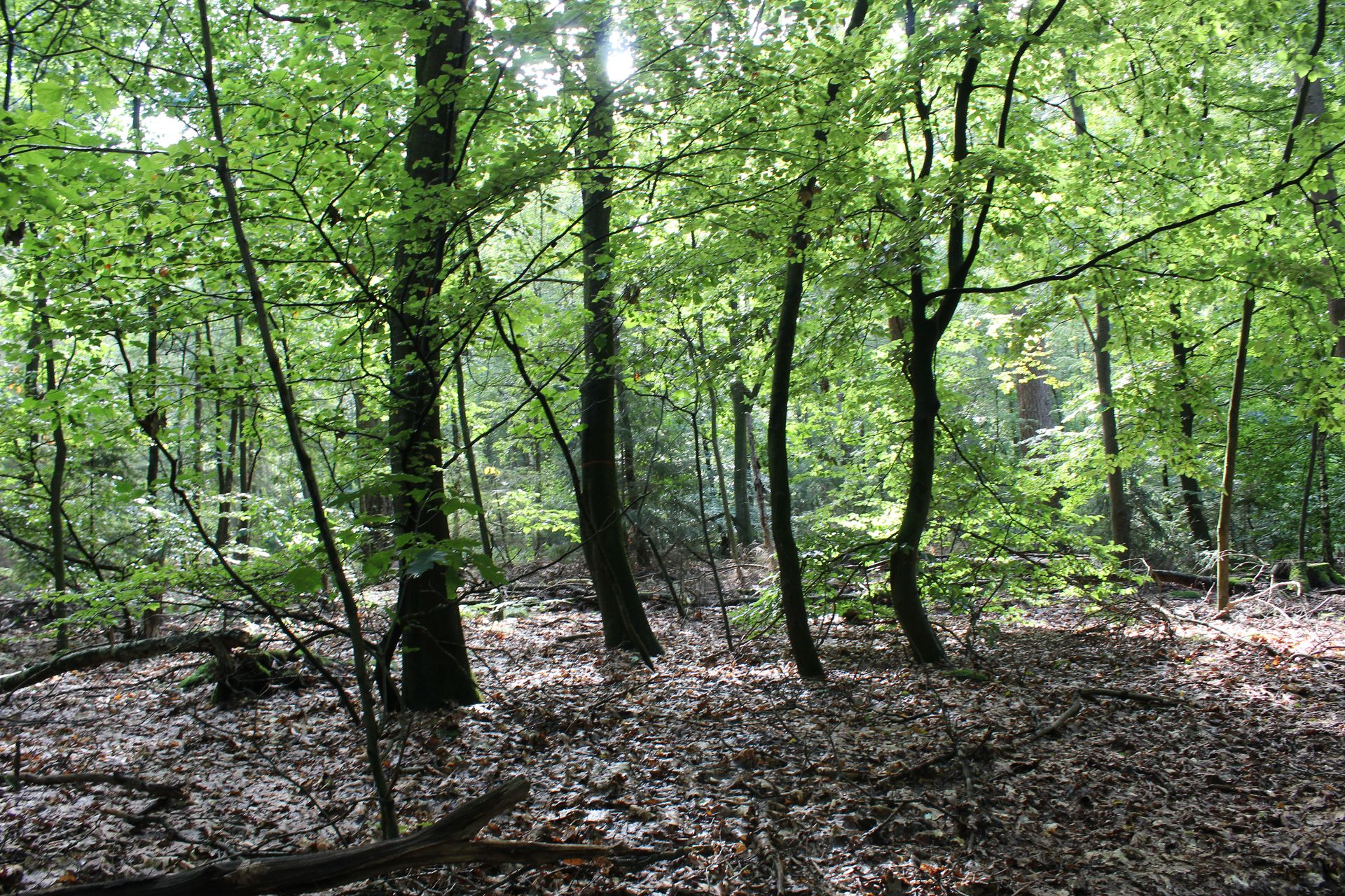 De natuur helpt mee: hulp van fotobiomodulatie bij paardenwonden
