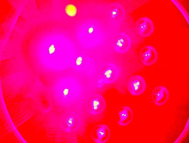 Beeld van LED transmittors Phobiom handheld apparaat