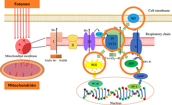 Schematische biochemische werking fotobiomodulatie