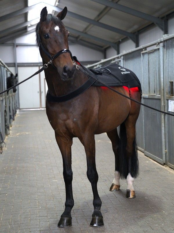 Paard onder behandeling van Phobiom therapiedeken