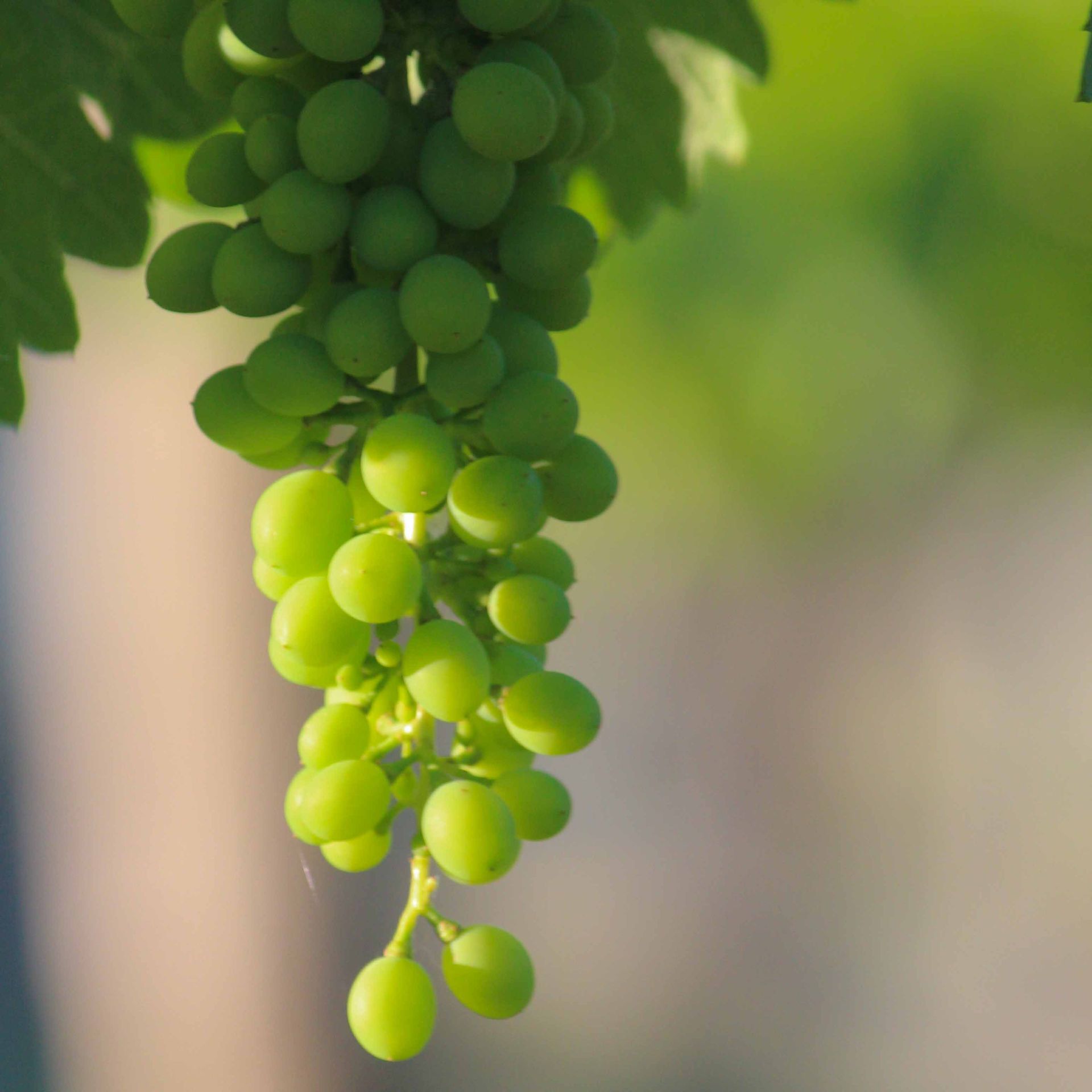 Chardonnay Grapes The start of a great wine.