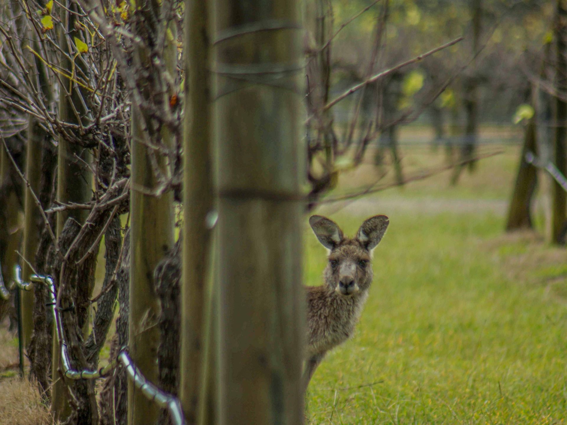 Look for kangaroos in the vineyard. 