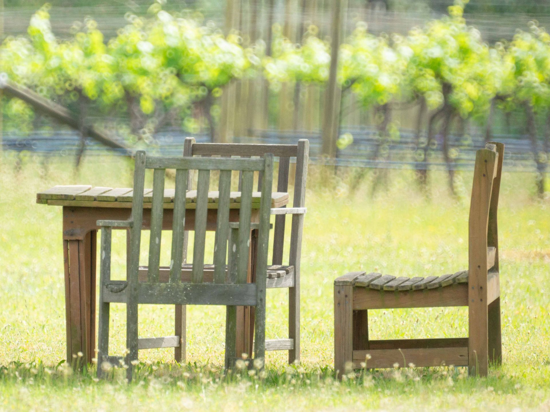 Sit amongst the vines and relax. 