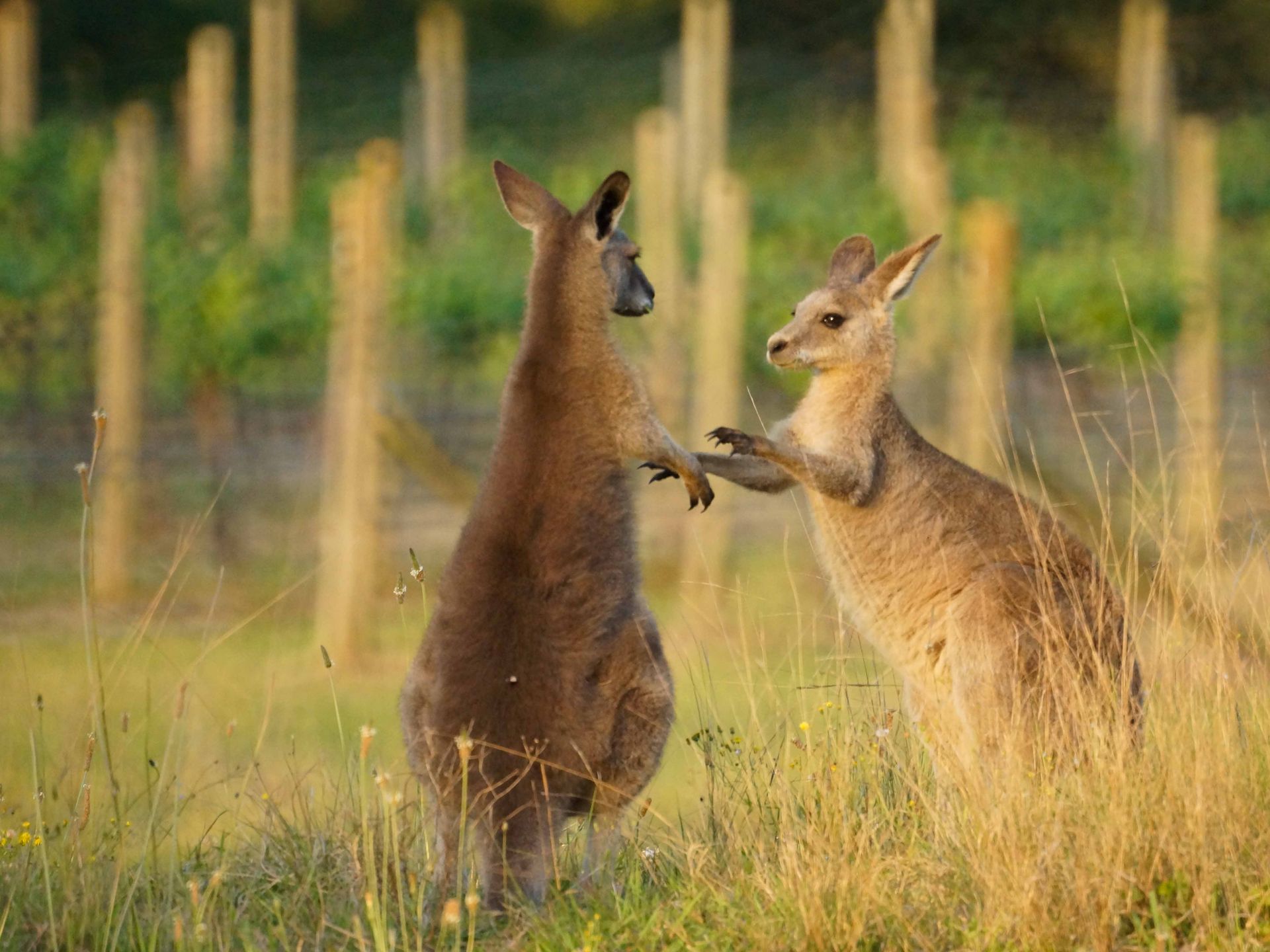 Our boxing kangaroos play fighting. 