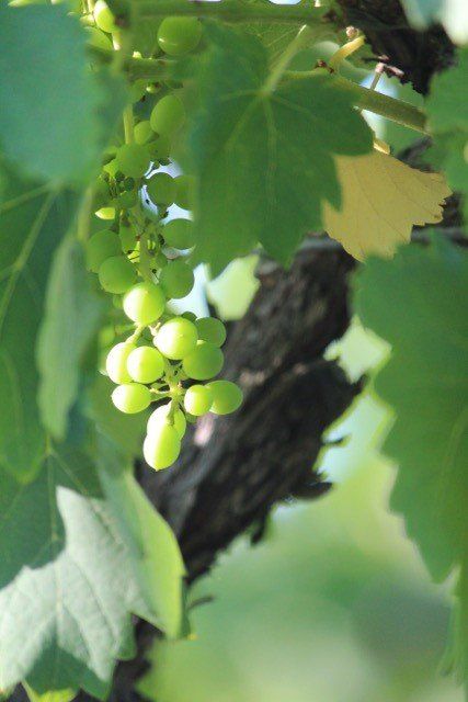 Walk by the vines to see how the grapes are growing. 