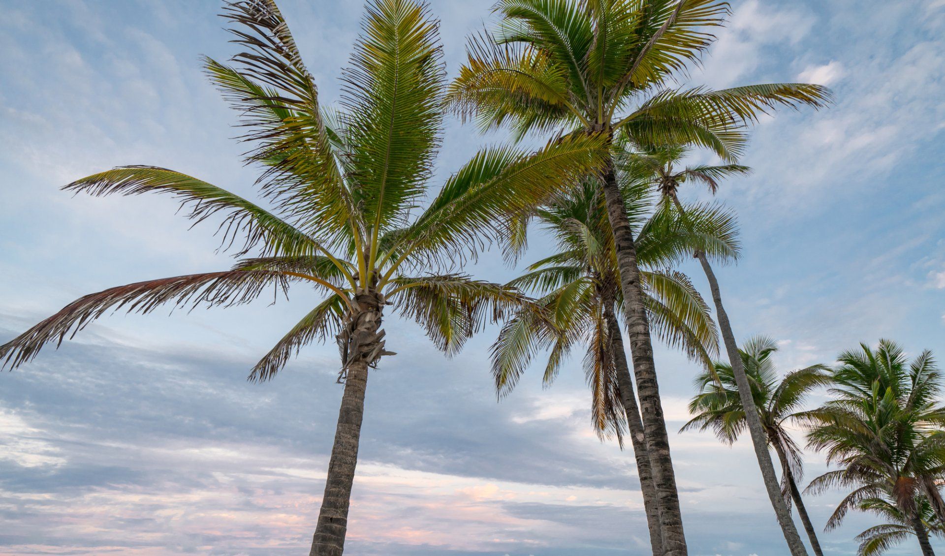 Palm Tree Trimming in Santa Rosa, FL | Pearce Tree &  Stump Service