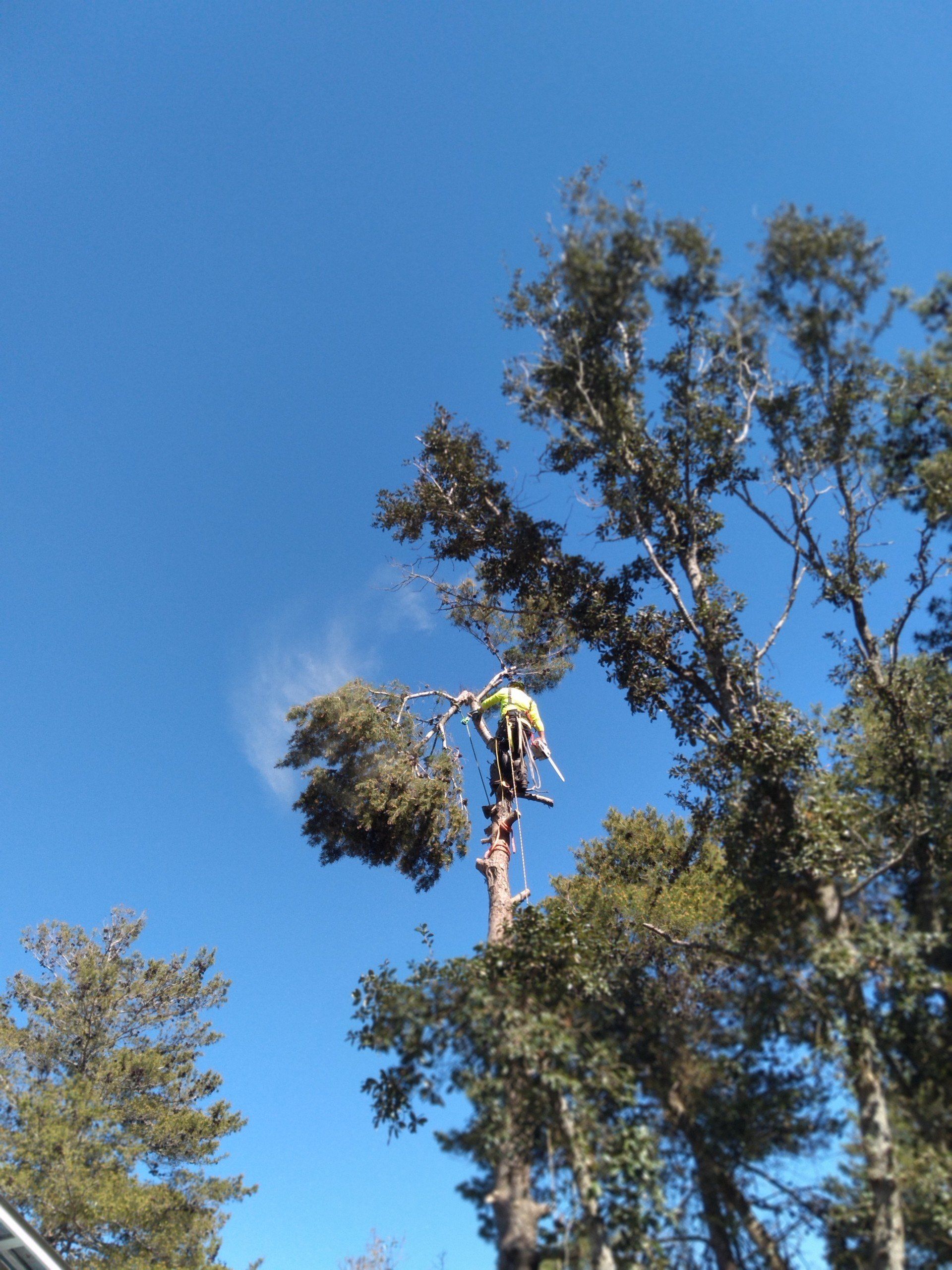 Tree Removal in Santa Rosa, FL | Pearce Tree &  Stump Service