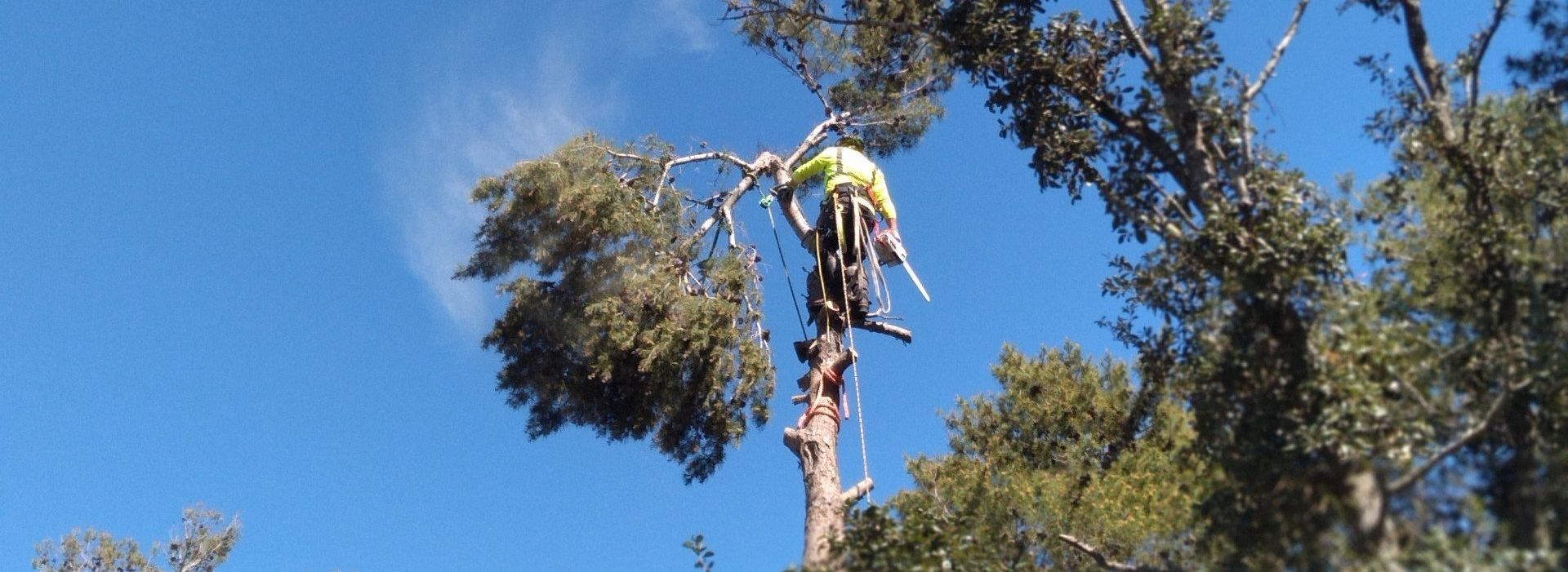 Tree Removal in Miramar, FL | Pearce Tree &  Stump Service