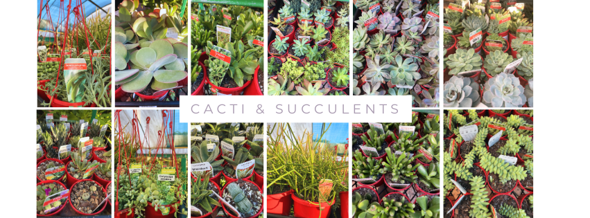 Nursery Plants - Timbara Nursery