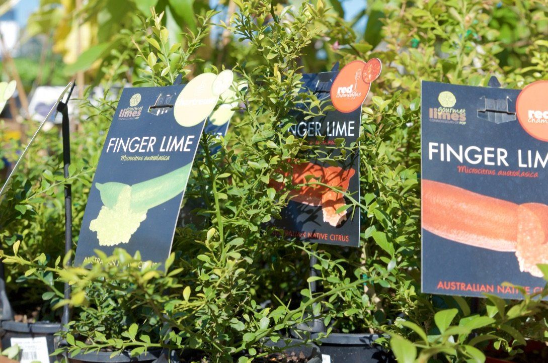 finger lime plant for sale