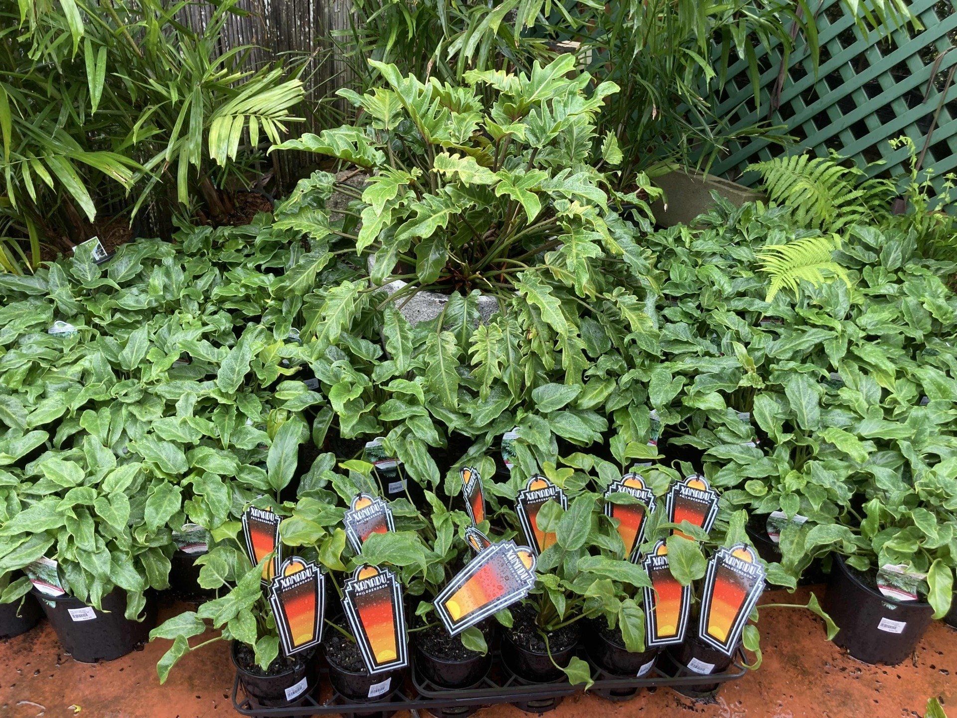 Garden Nursery & Shop in Redlands, QLD Timbara Garden Centre