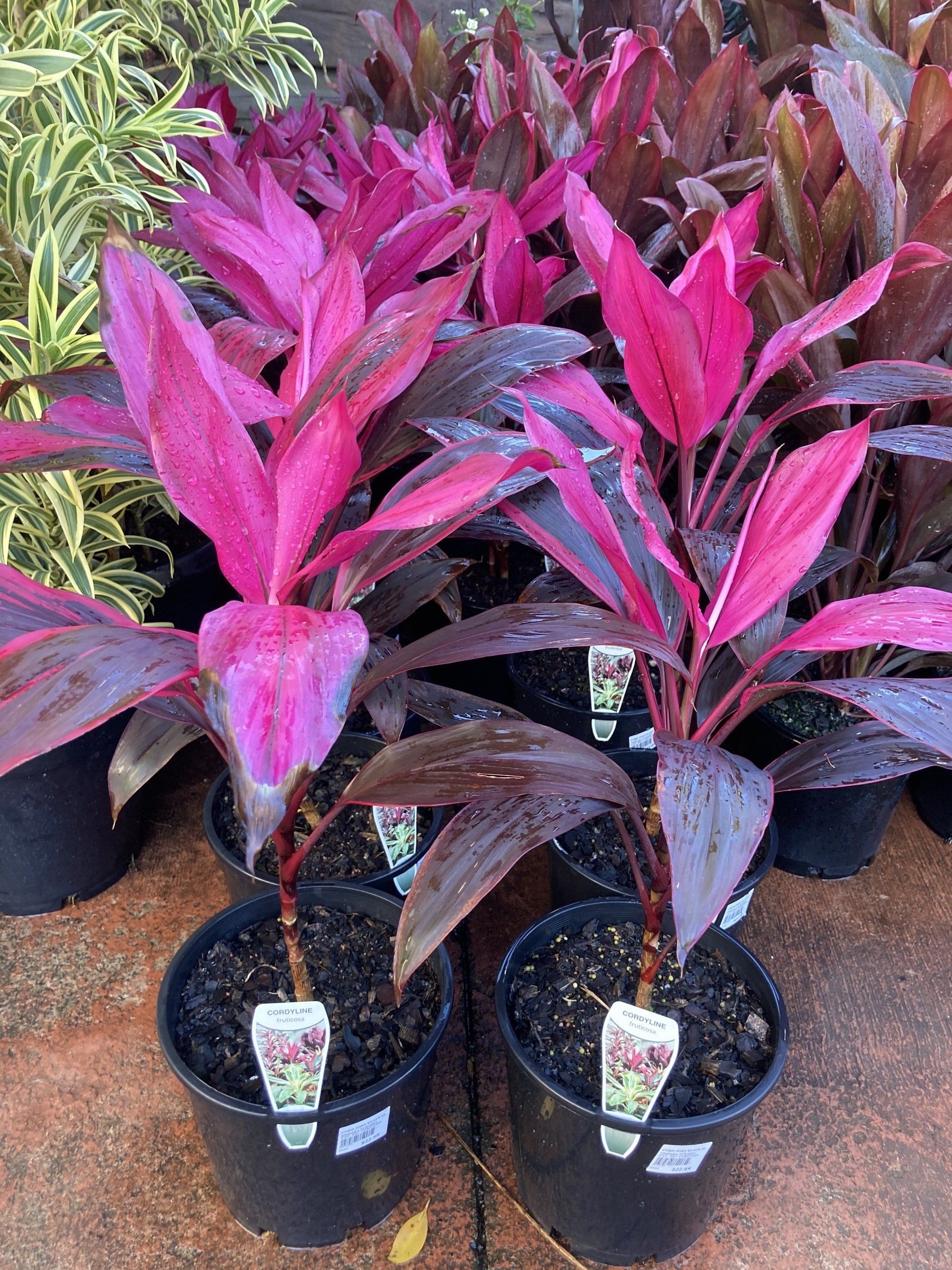 Garden Nursery & Shop in Redlands, QLD Timbara Garden Centre