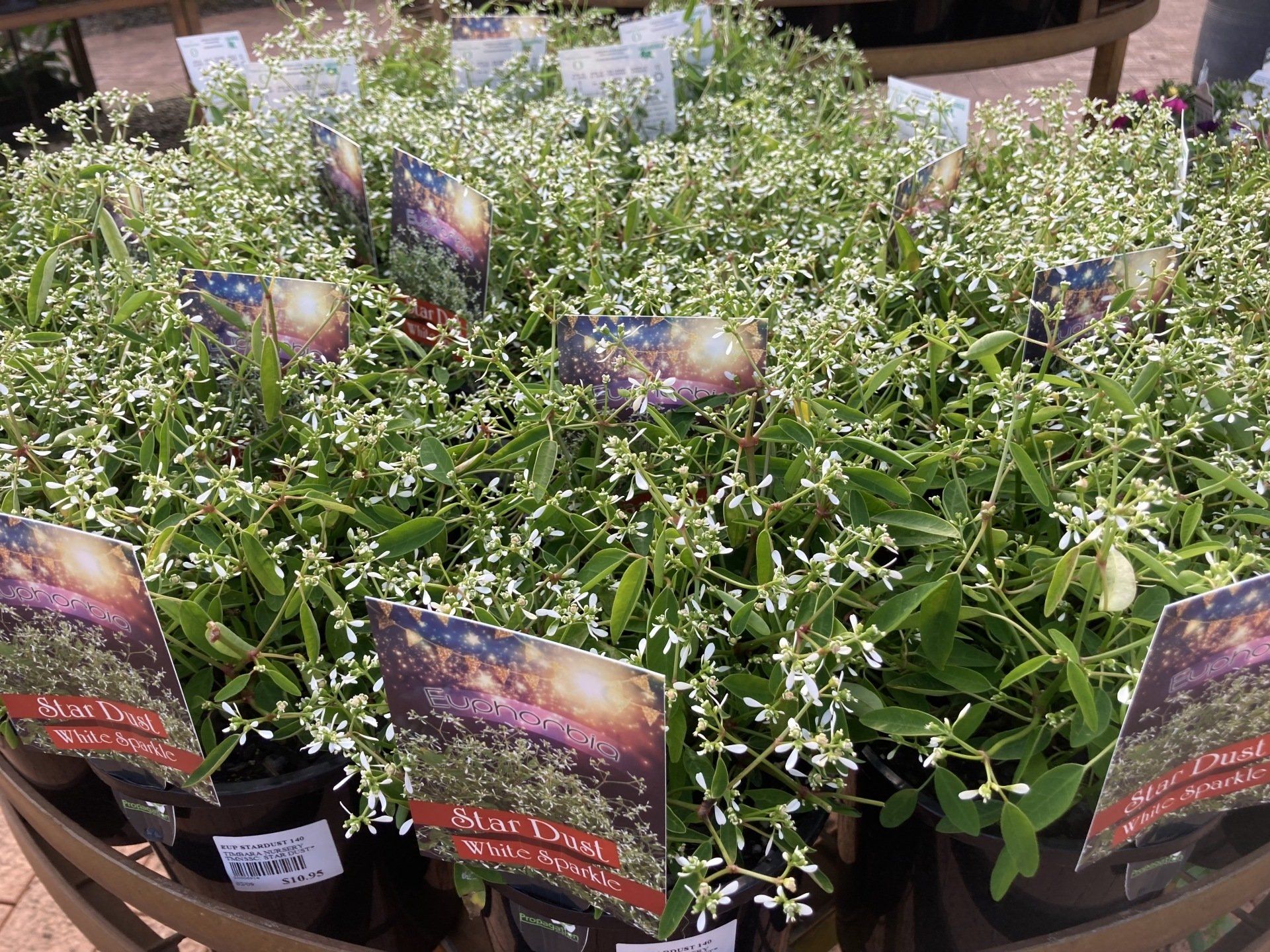 Garden Nursery & Shop in Redlands, QLD Timbara Garden Centre