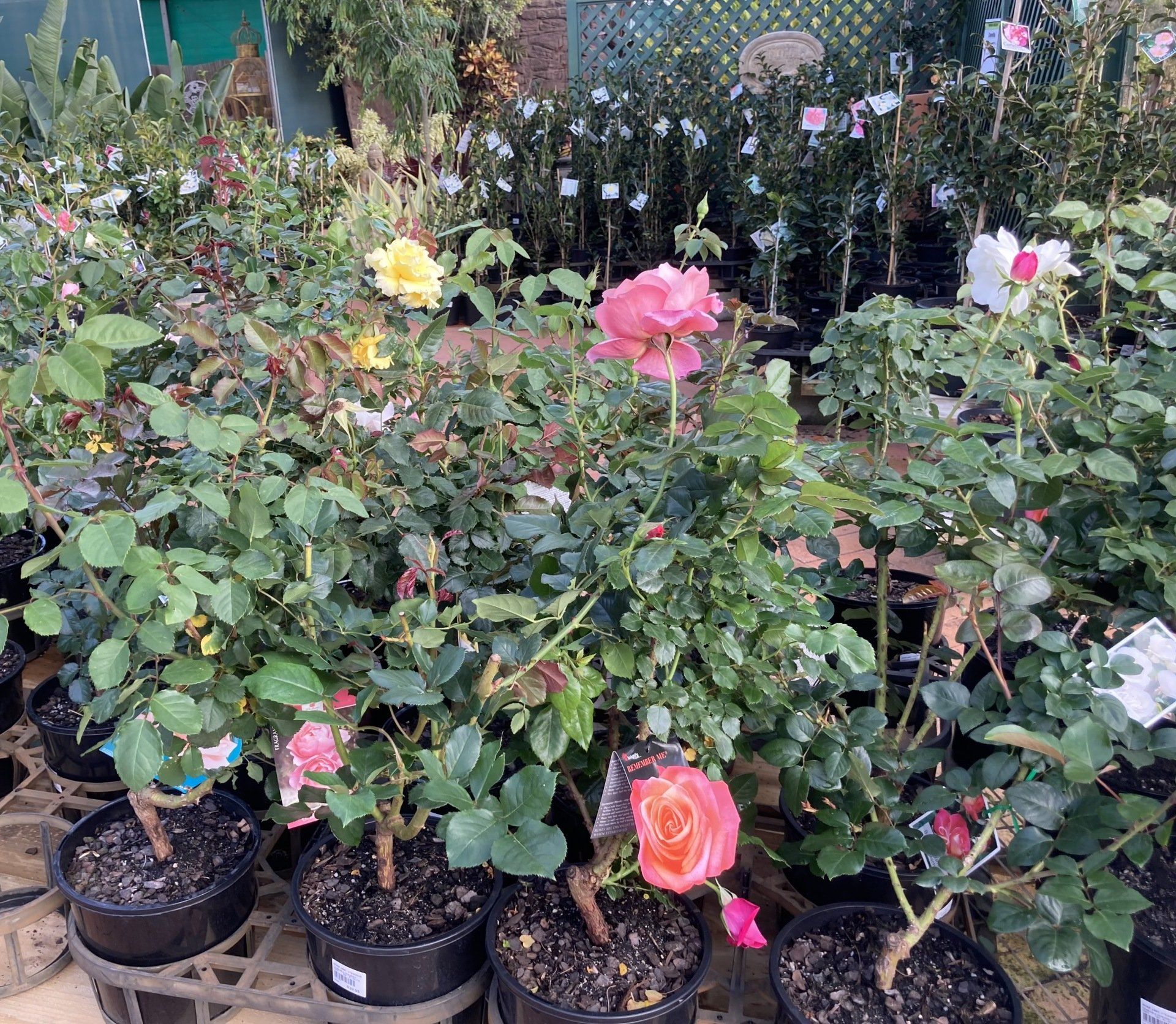 Garden Nursery & Shop in Redlands, QLD Timbara Garden Centre