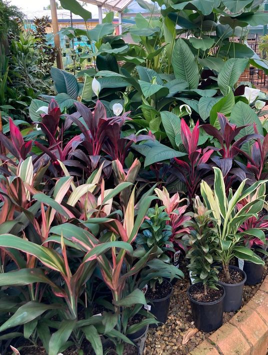 Plant Nursery, Redlands, QLD