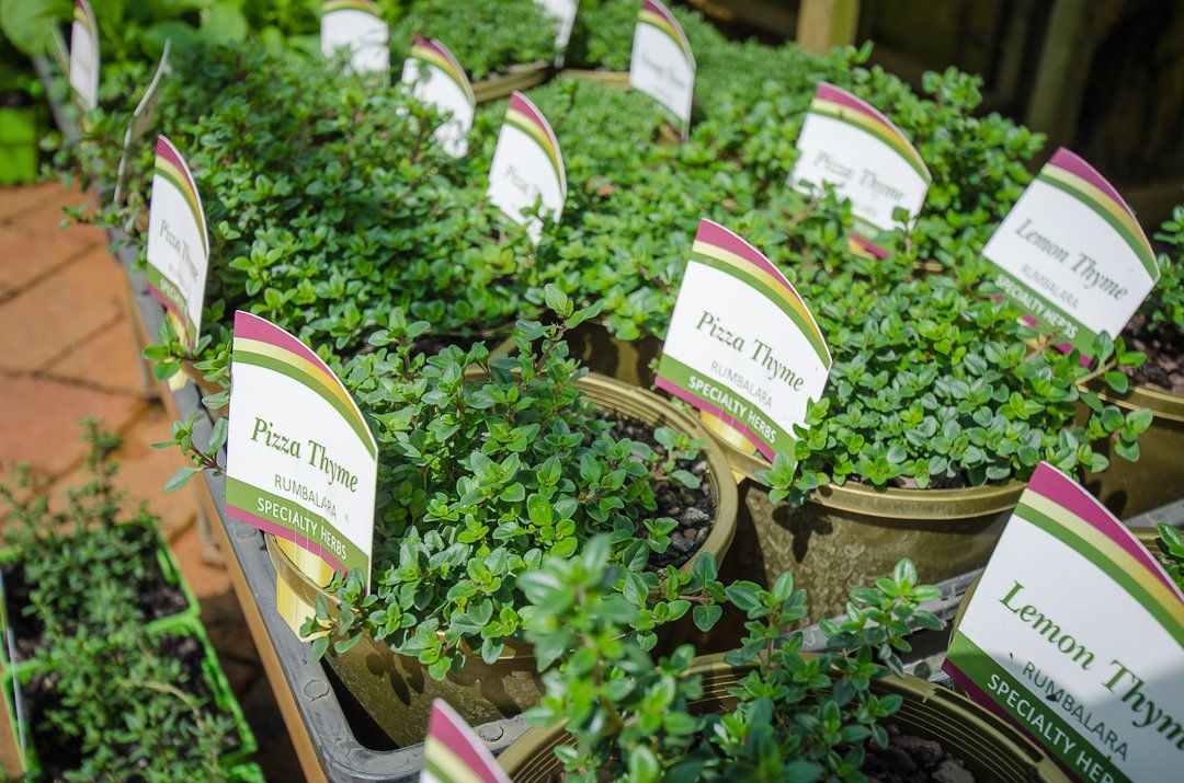 Herb, Vegetable &amp; Flower Seedlings | Timbara Garden Centre