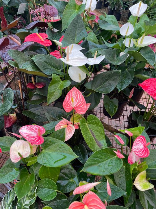 Plant Nursery, Redlands, QLD Plant Nursery, Redlands, QLD