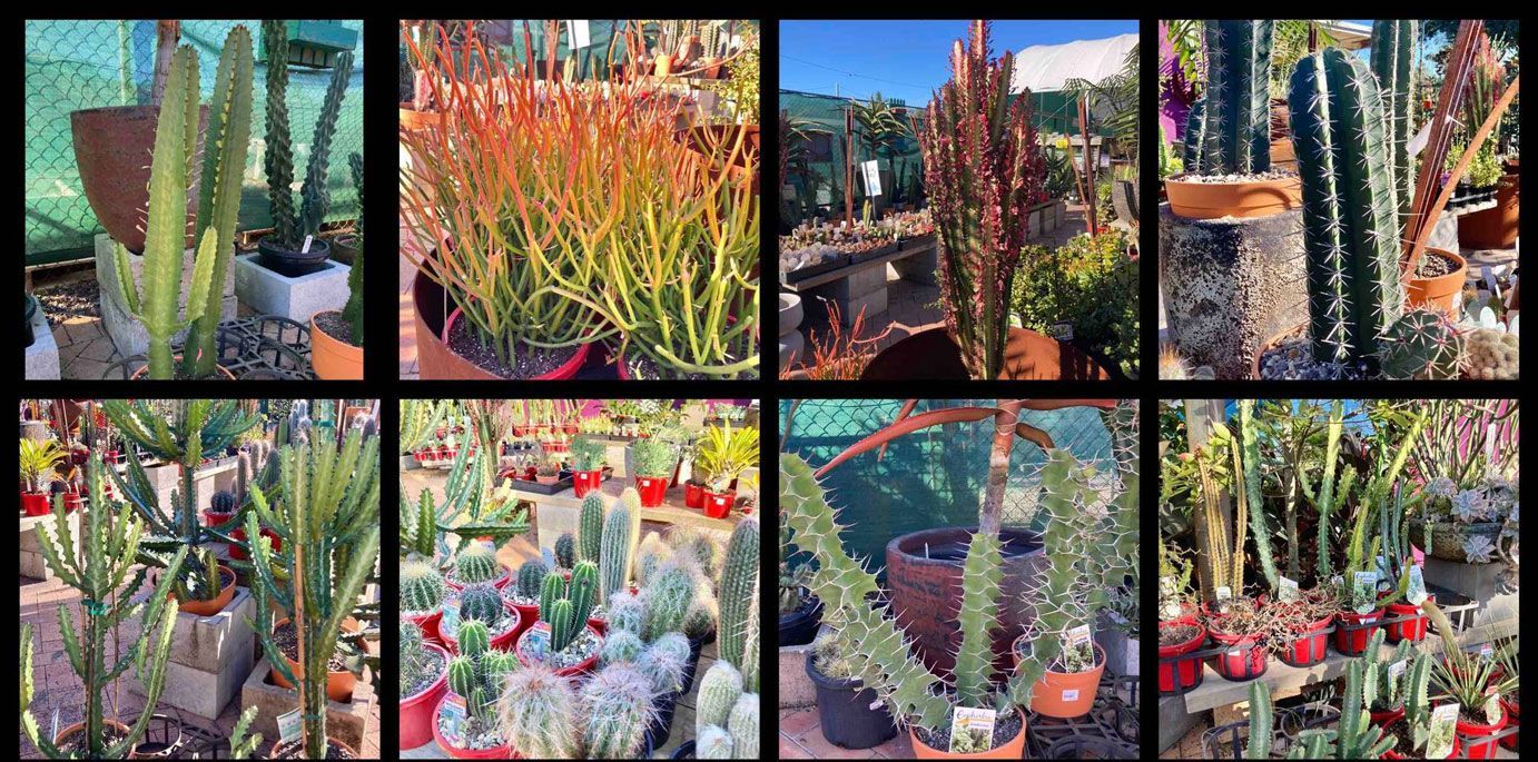 Nursery Plants - Timbara Nursery