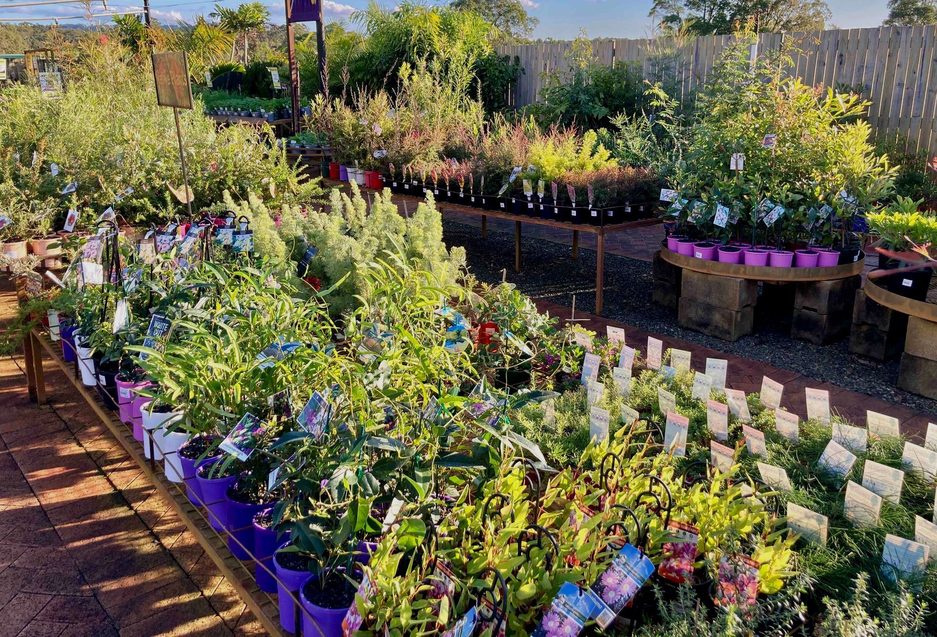 Native Plants