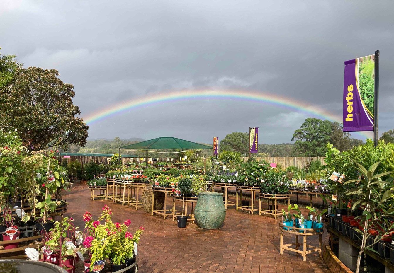 Nursery Plants, Timbara Garden Centre nursery plants for sale in QLD