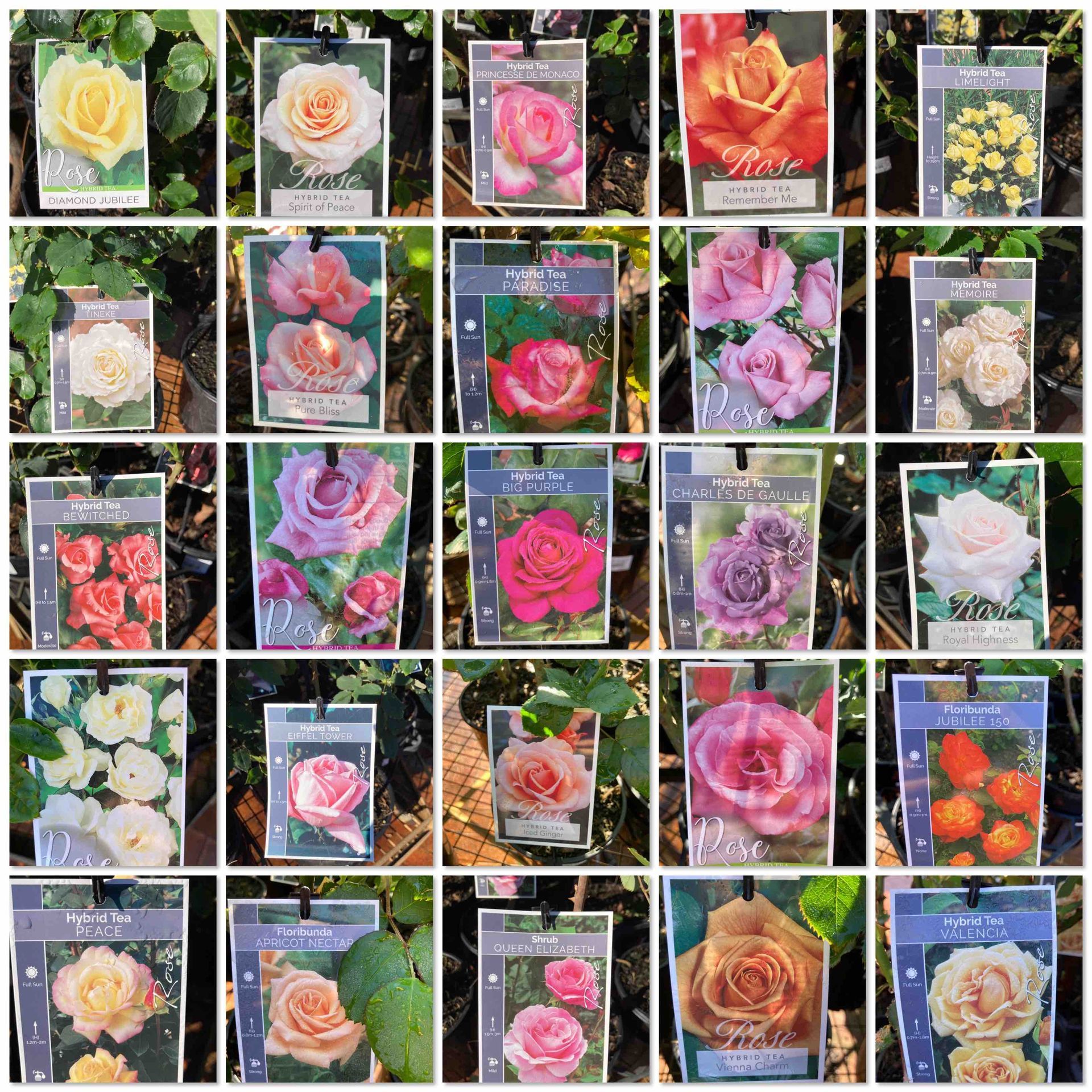 roses