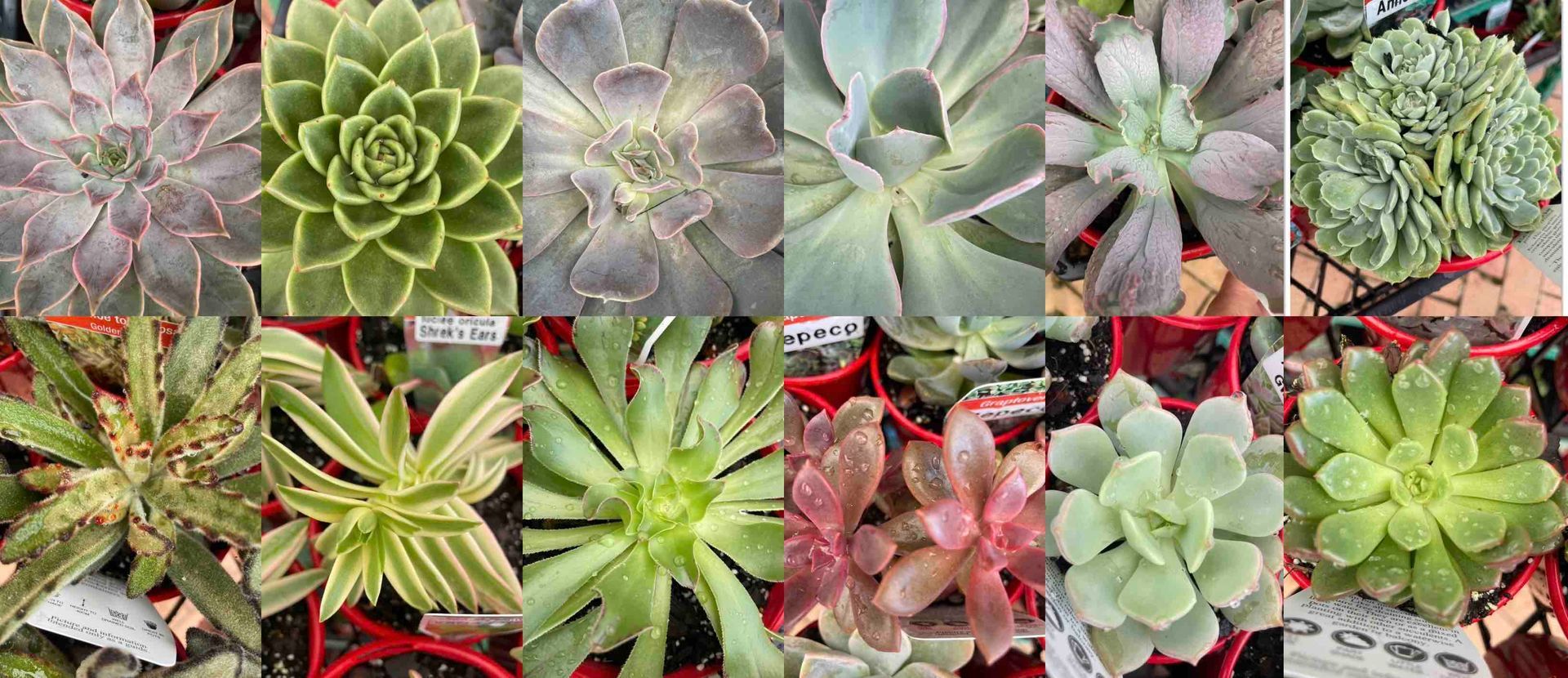 Nursery Plants - Timbara Nursery