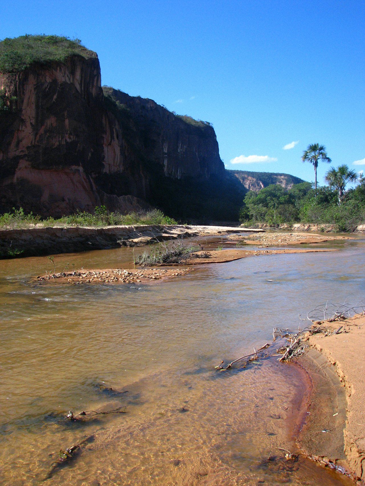 Um rio com uma montanha ao fundo e uma palmeira em primeiro plano