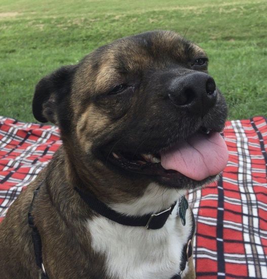 A brown and white dog laying on a plaid blanket