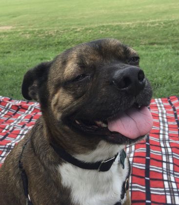 A brown and white dog laying on a plaid blanket