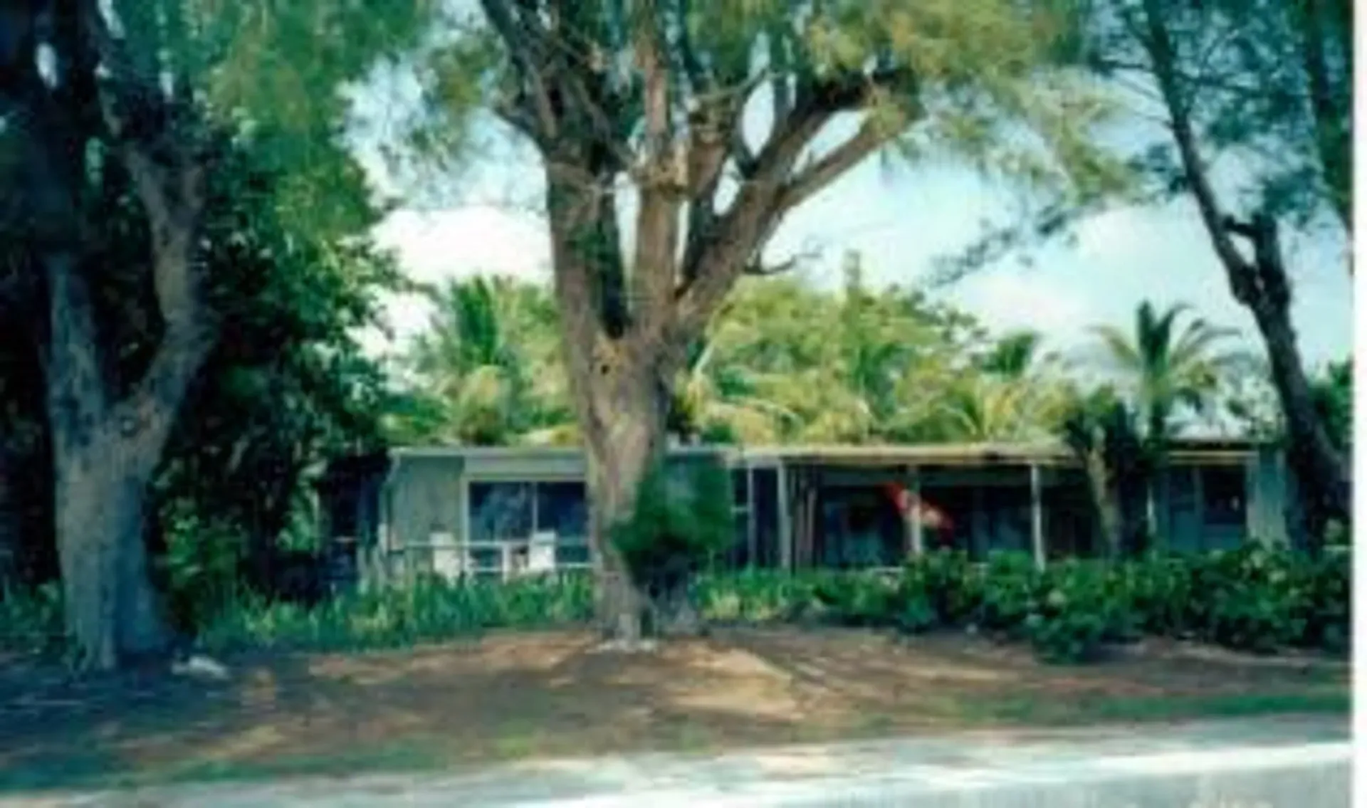 A house with a large tree in front of it
