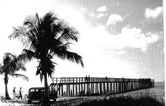 A black and white photo of a palm tree and a bridge