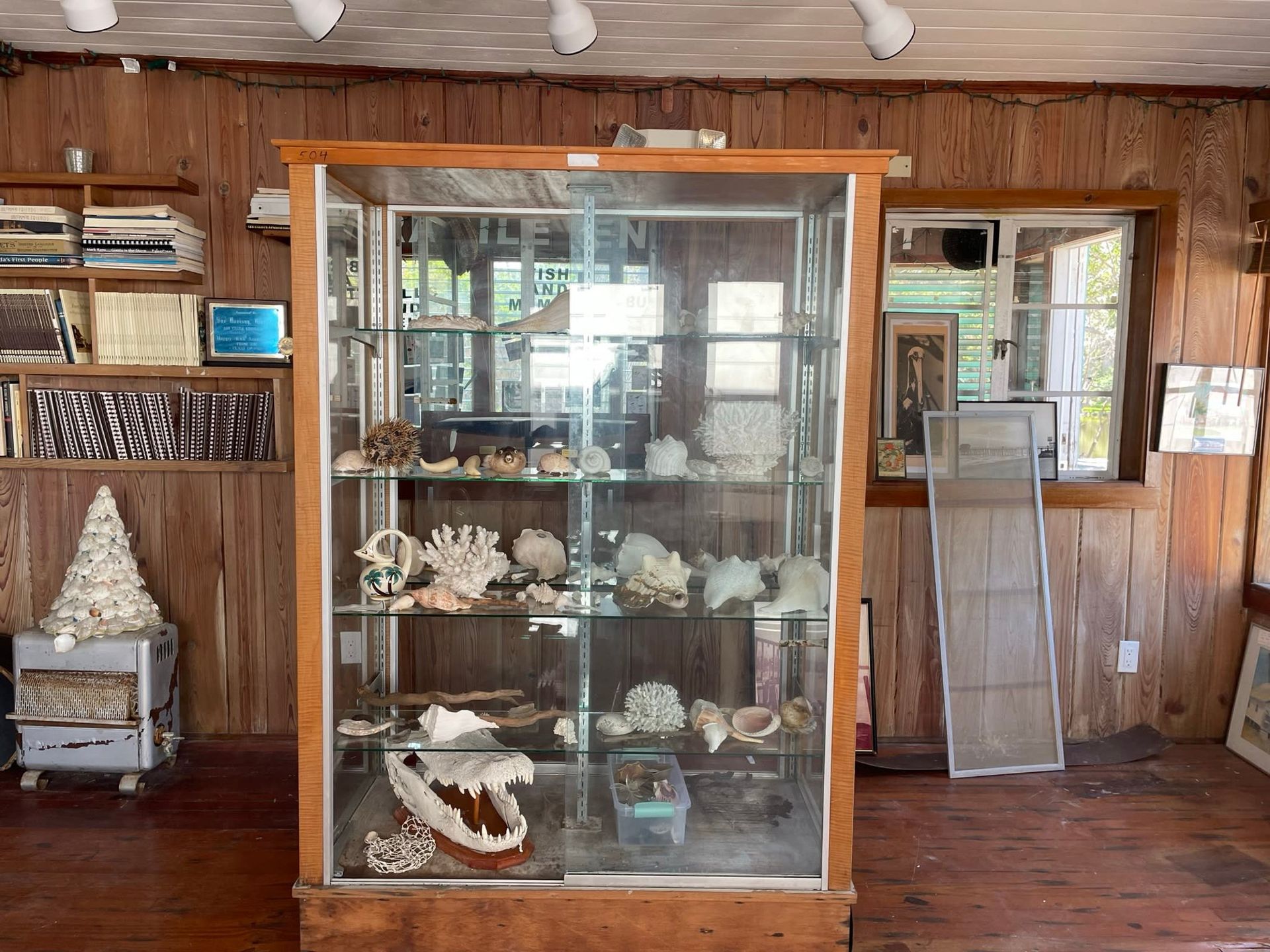 A glass display case filled with seashells and corals