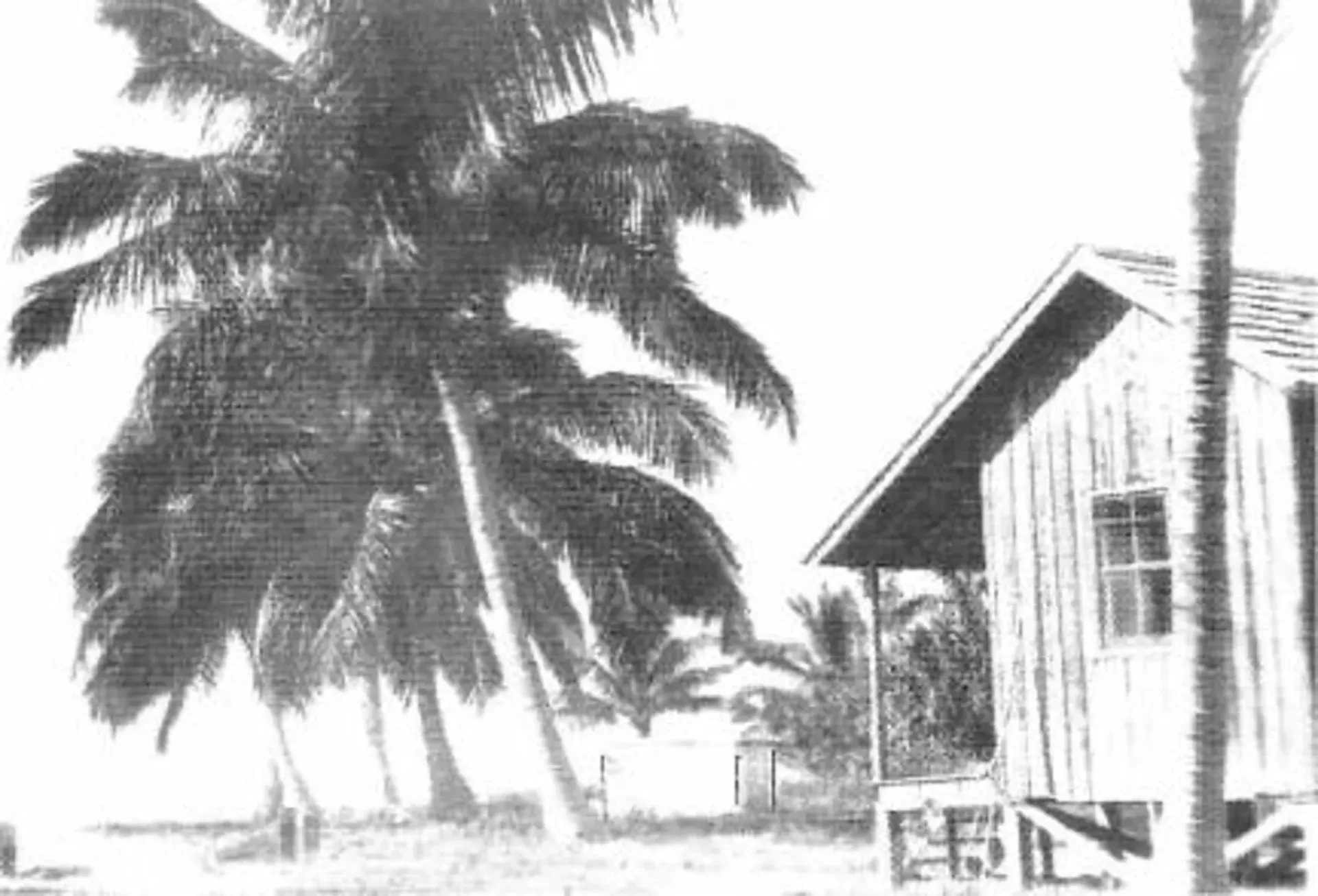 A black and white photo of a house and palm trees