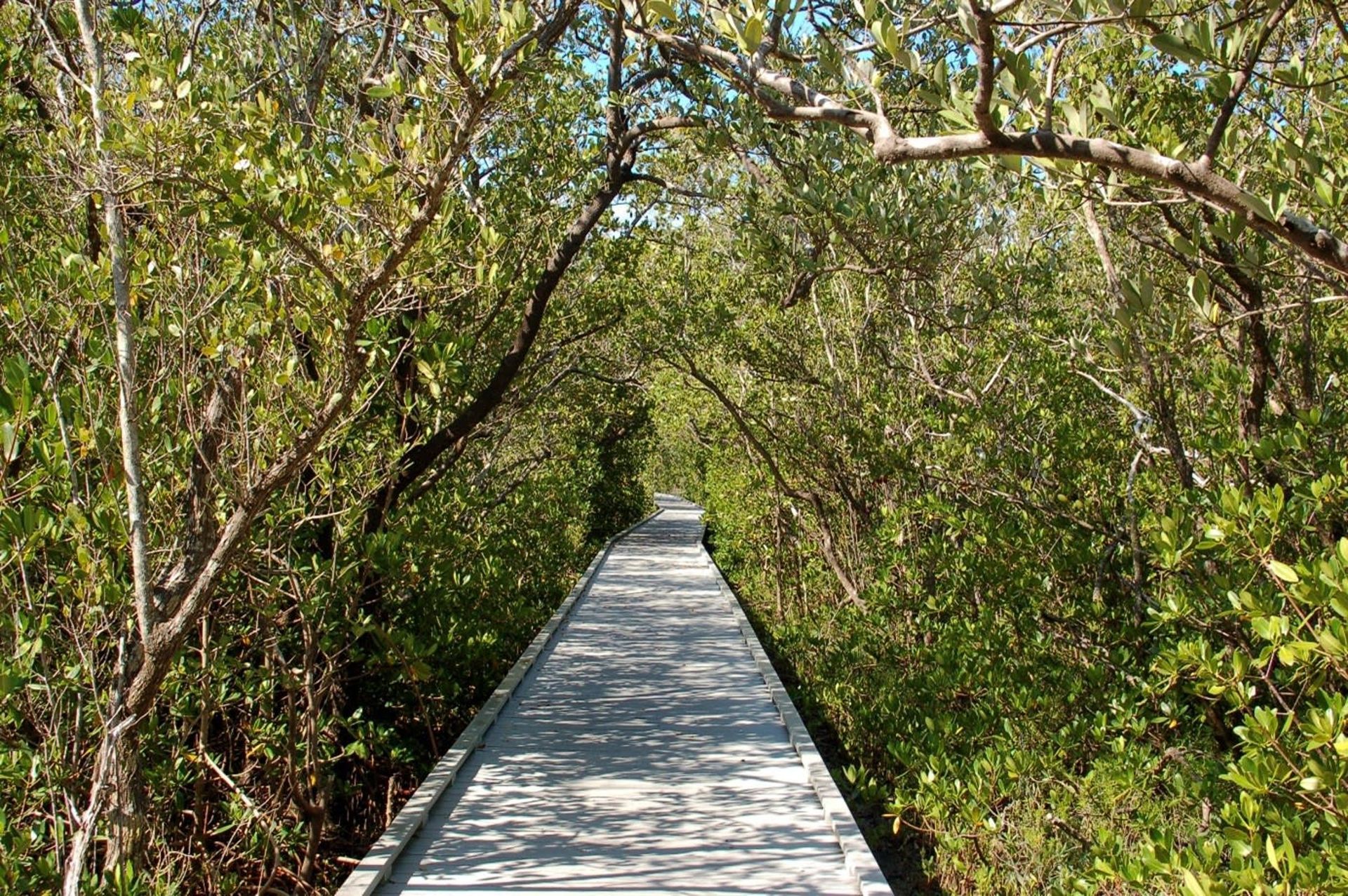 A wooden walkway going through a lush green forest.