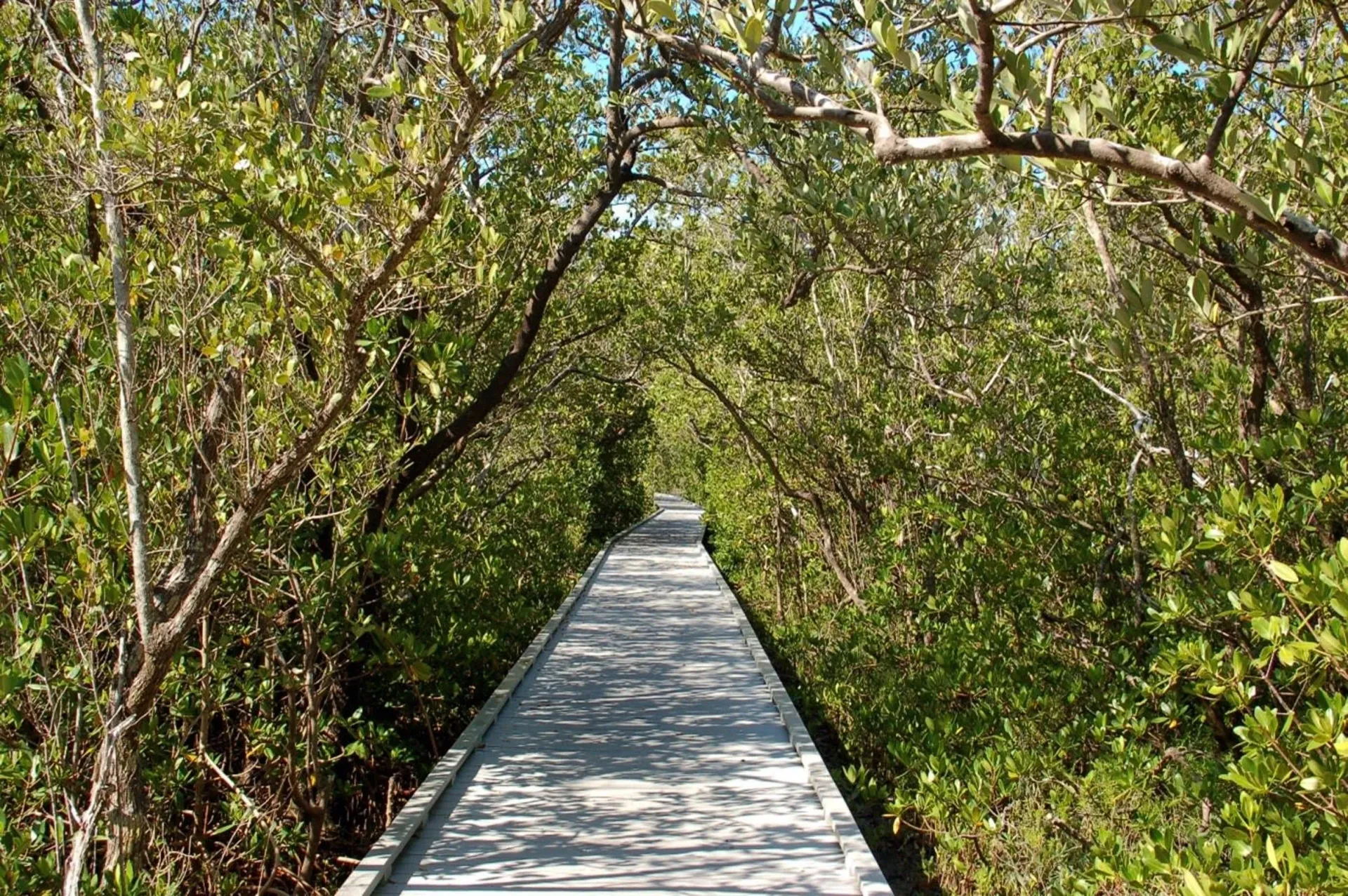 A wooden walkway going through a lush green forest.