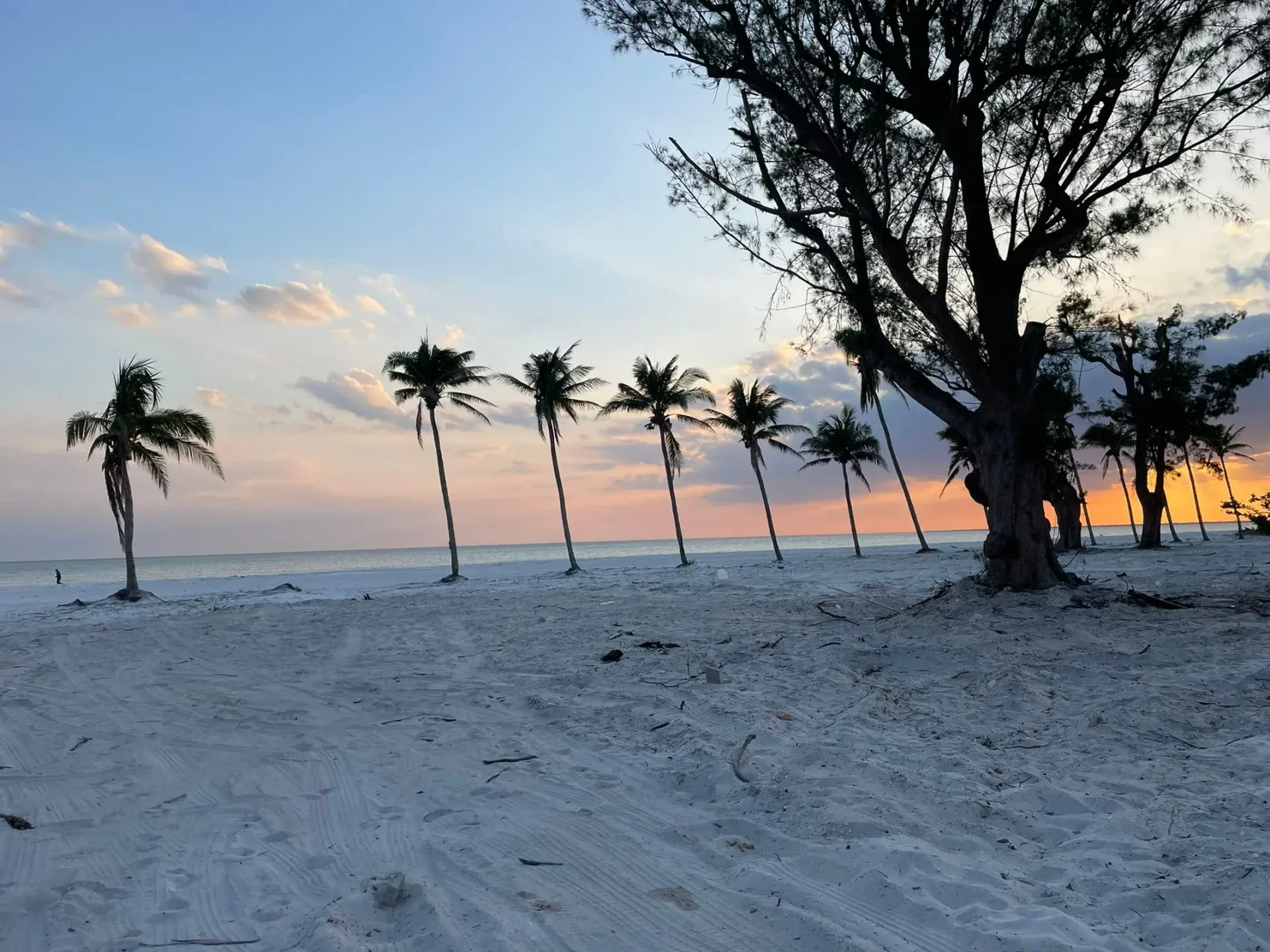 A row of palm trees on a beach at sunset